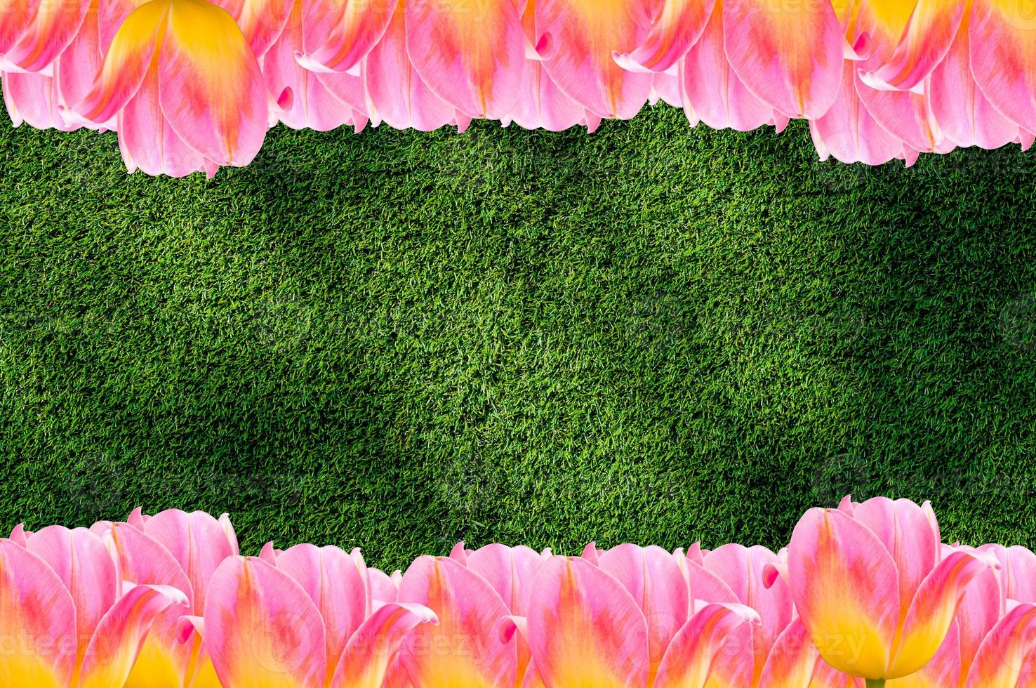 Tulips, frame  Fresh spring tulips flowers with space for text  on grass background photo