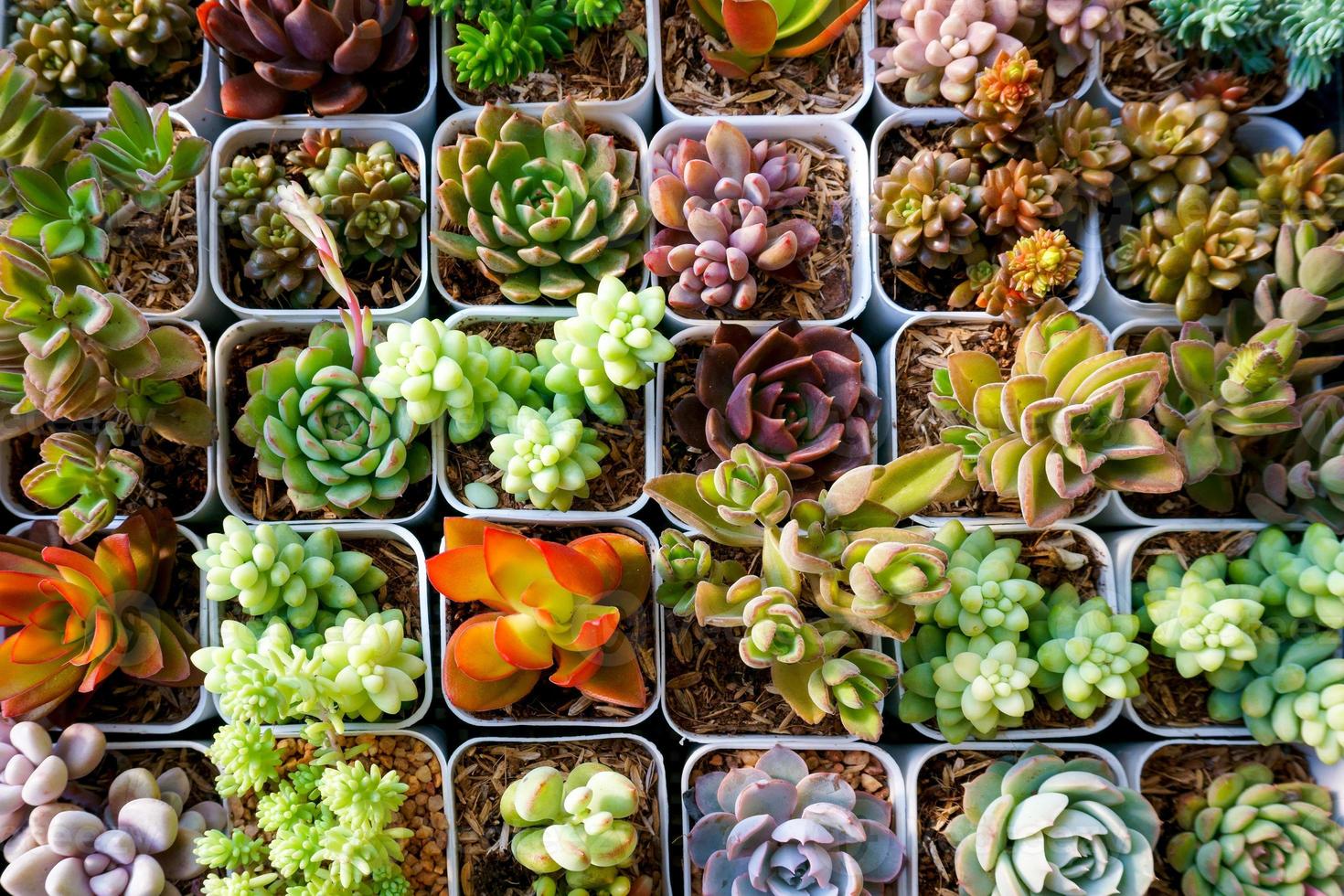Miniature succulent cactus small there are many varieties plants at the garden,top view photo