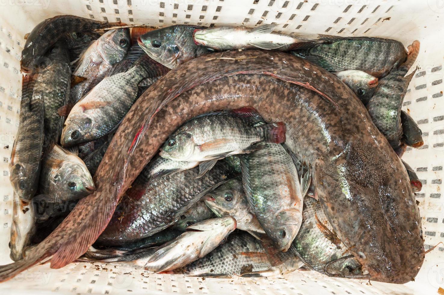 pescado tilapia y grande bagre Fresco en cesta foto