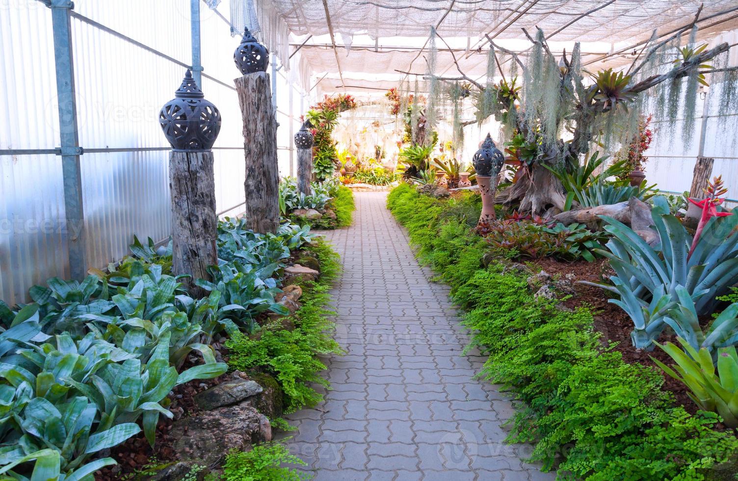 Beautiful garden in a greenhouse photo