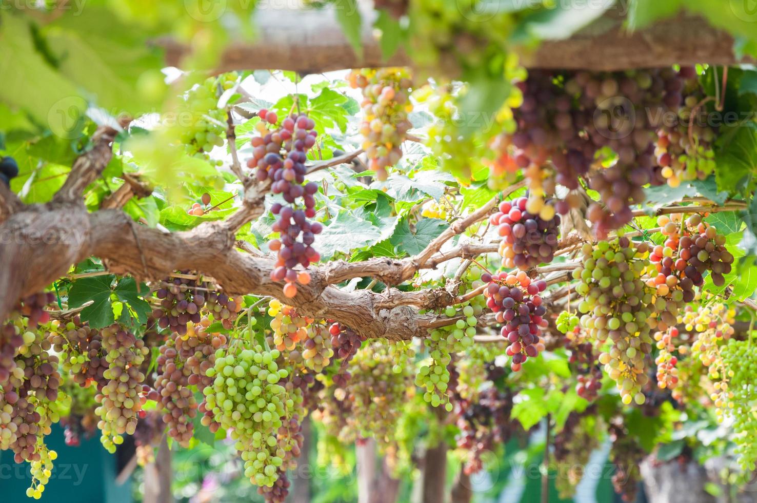 Bunches of wine grapes hanging on the vine with green leaves  in garden photo