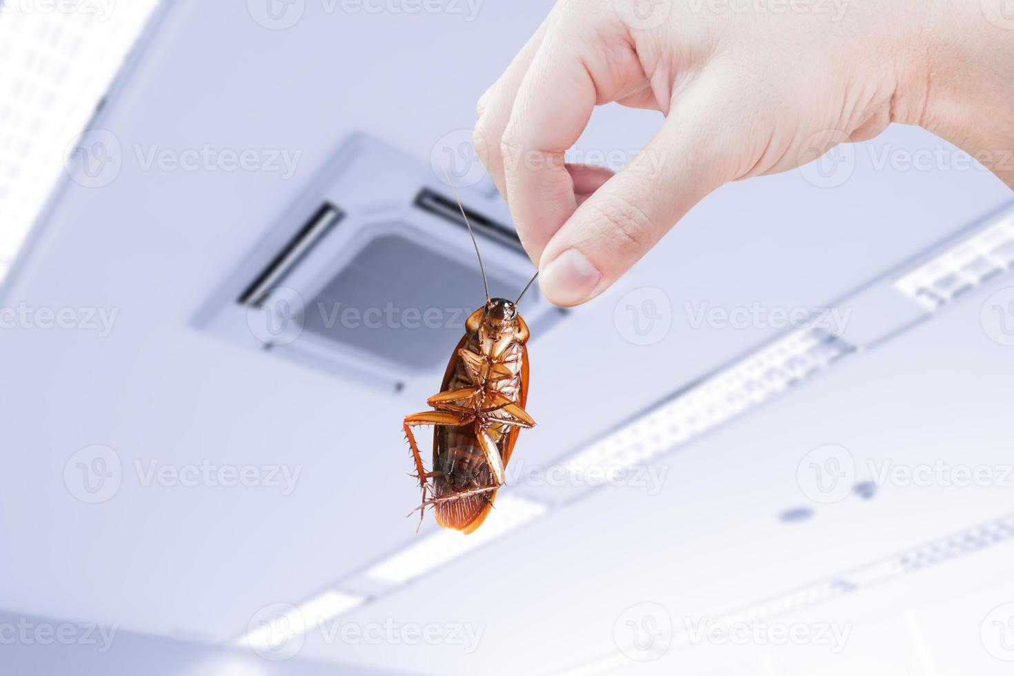 cockroach with inside the building , eliminate cockroach in building, apartment, house, city, Cockroaches as carriers of disease eliminated idea get rid of insects and put insect protection systems photo