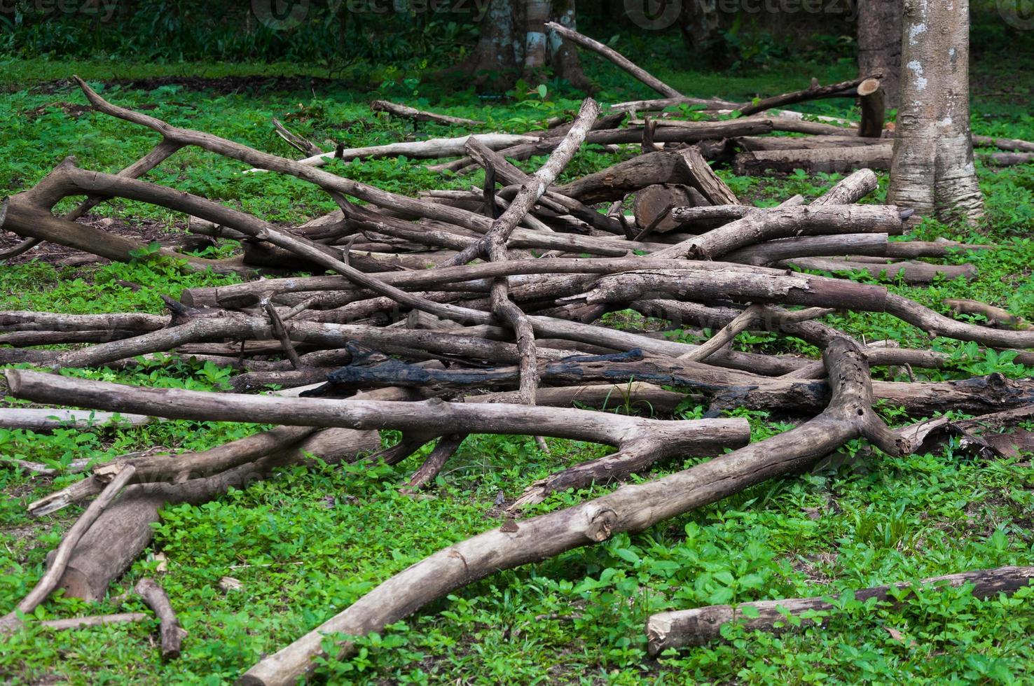 Pile of firewood outdoors,Landscape with old dead woods in deep forest photo
