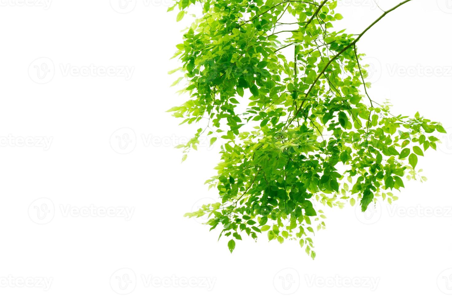 Bright Green leaves isolated on white background photo