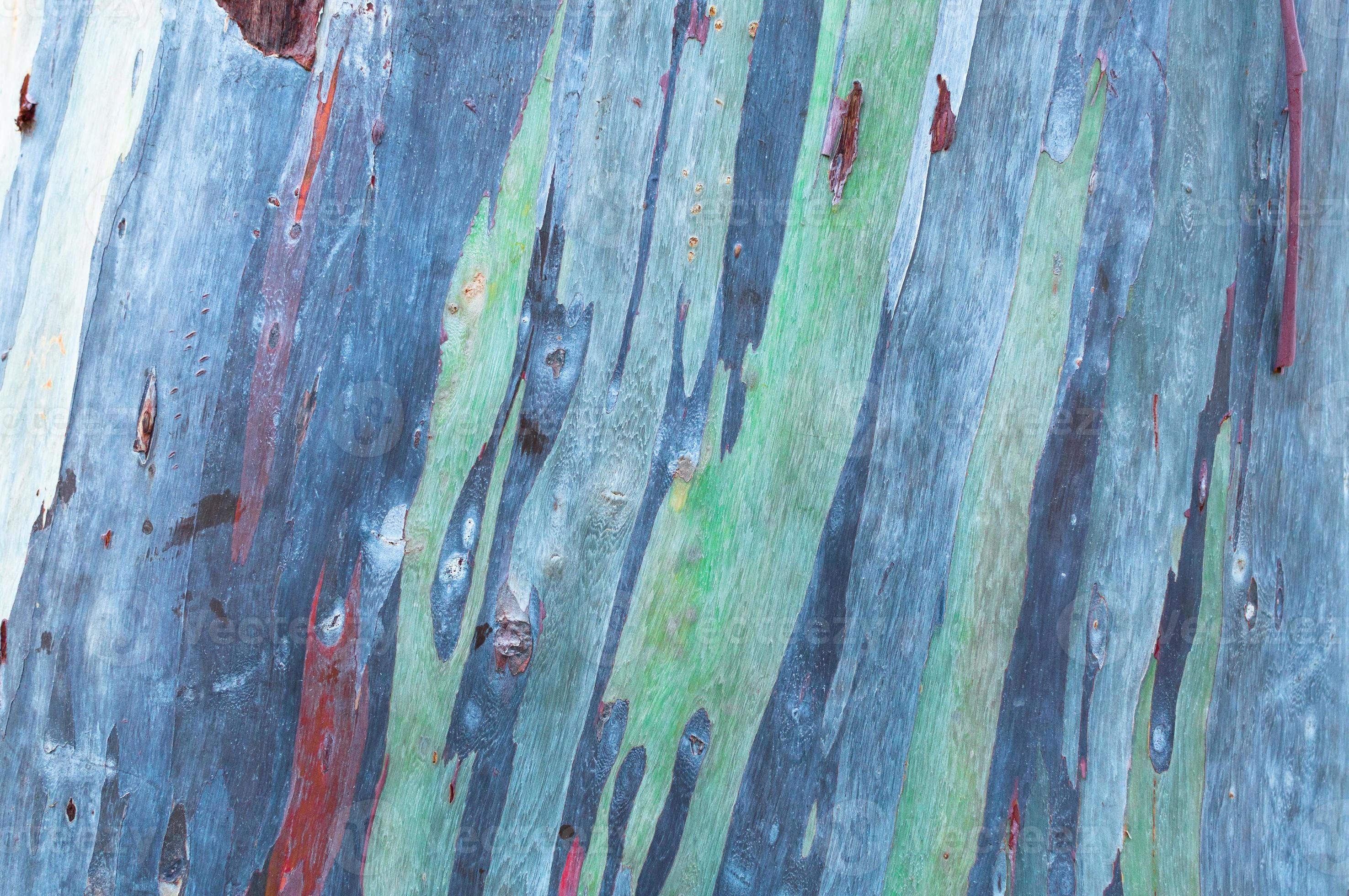 Close up colorful bark of the rainbow eucalyptus ,texture wood of