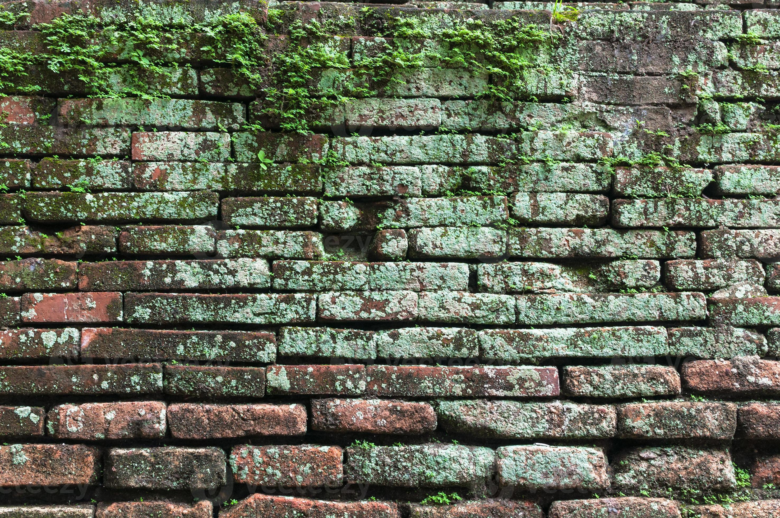 brick wall with moss growing out of it, Moss on old brick wall, Lots of