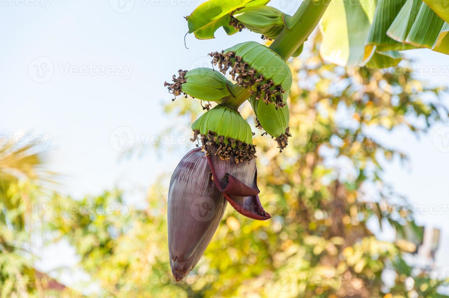 banana blossom on the tree photo