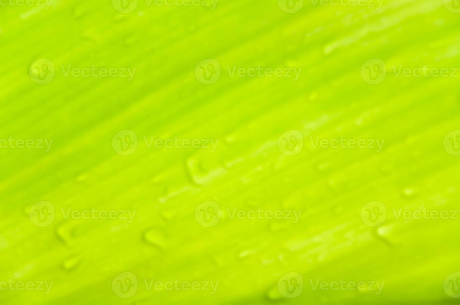 Blurred dew drops on green leaves,Blurred green leaf texture abstract for background photo