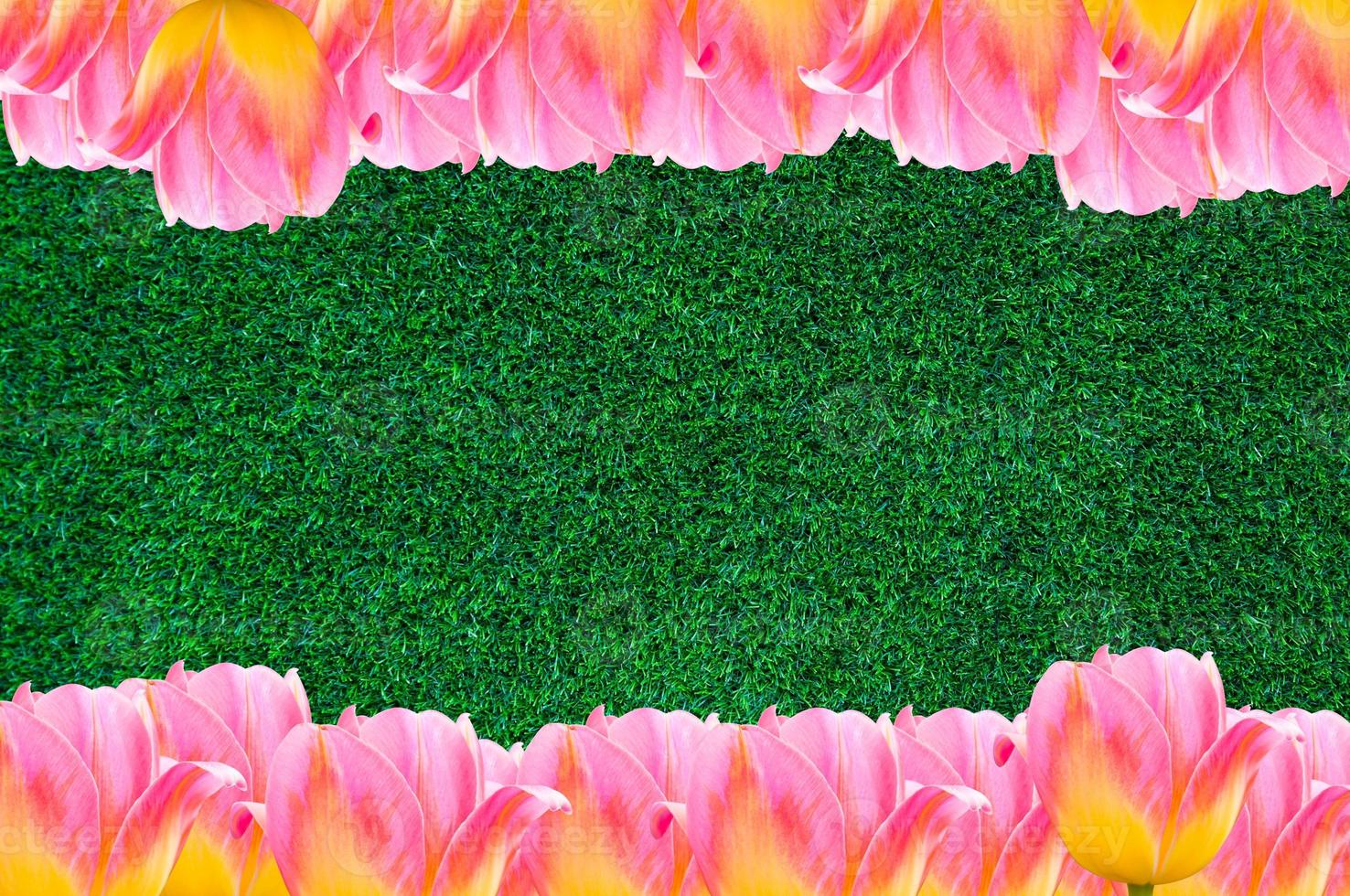 Tulips, frame  Fresh spring tulips flowers with space for text  on grass background photo