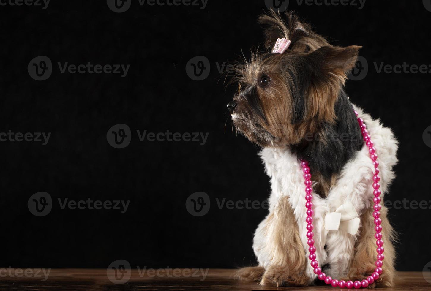 Yorkshire terrier en hermosa ropa. glamour de moda perro en un piel abrigo, decorado con rosario y un arco. diseñador ropa para perros. foto