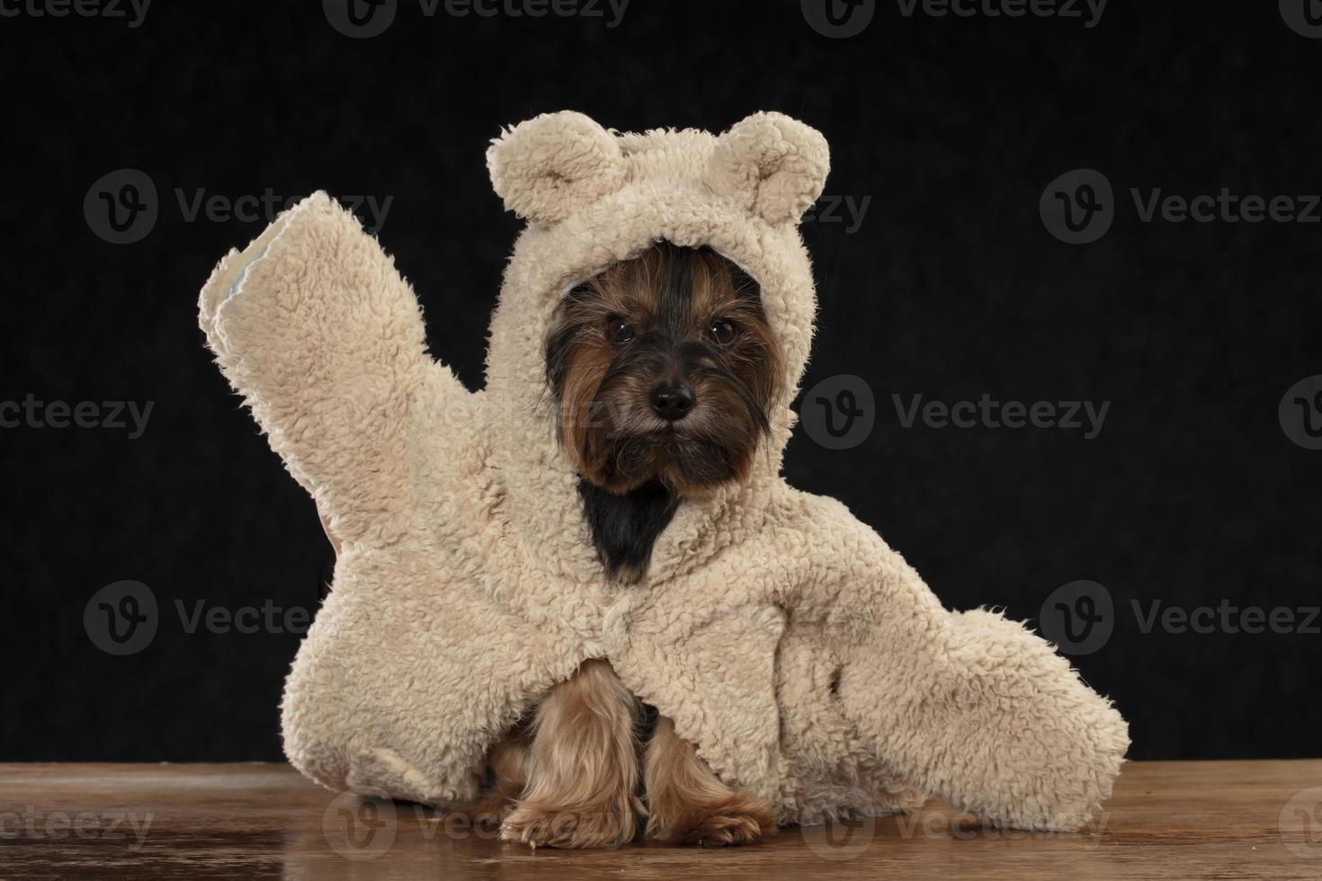 Muzzle Yorkshire Terrier in beautiful clothes. Glamor fashionable dog in a fur coat and hat. photo