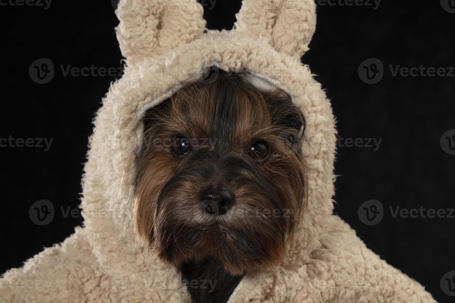 Yorkshire terrier in a beautiful fur coat with a hood looks at the camera. Fashion for dogs. photo