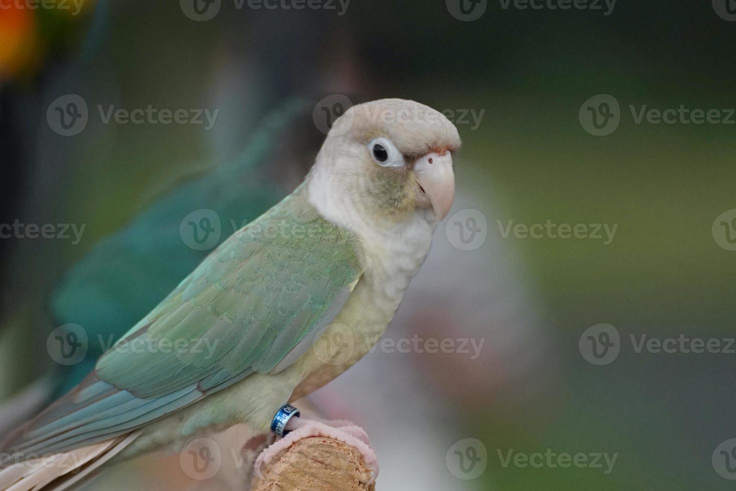 Green cheek conure turquoise pineapple color at natural blur background, the small parrot of the genus Pyrrhura, has a sharp beak. photo