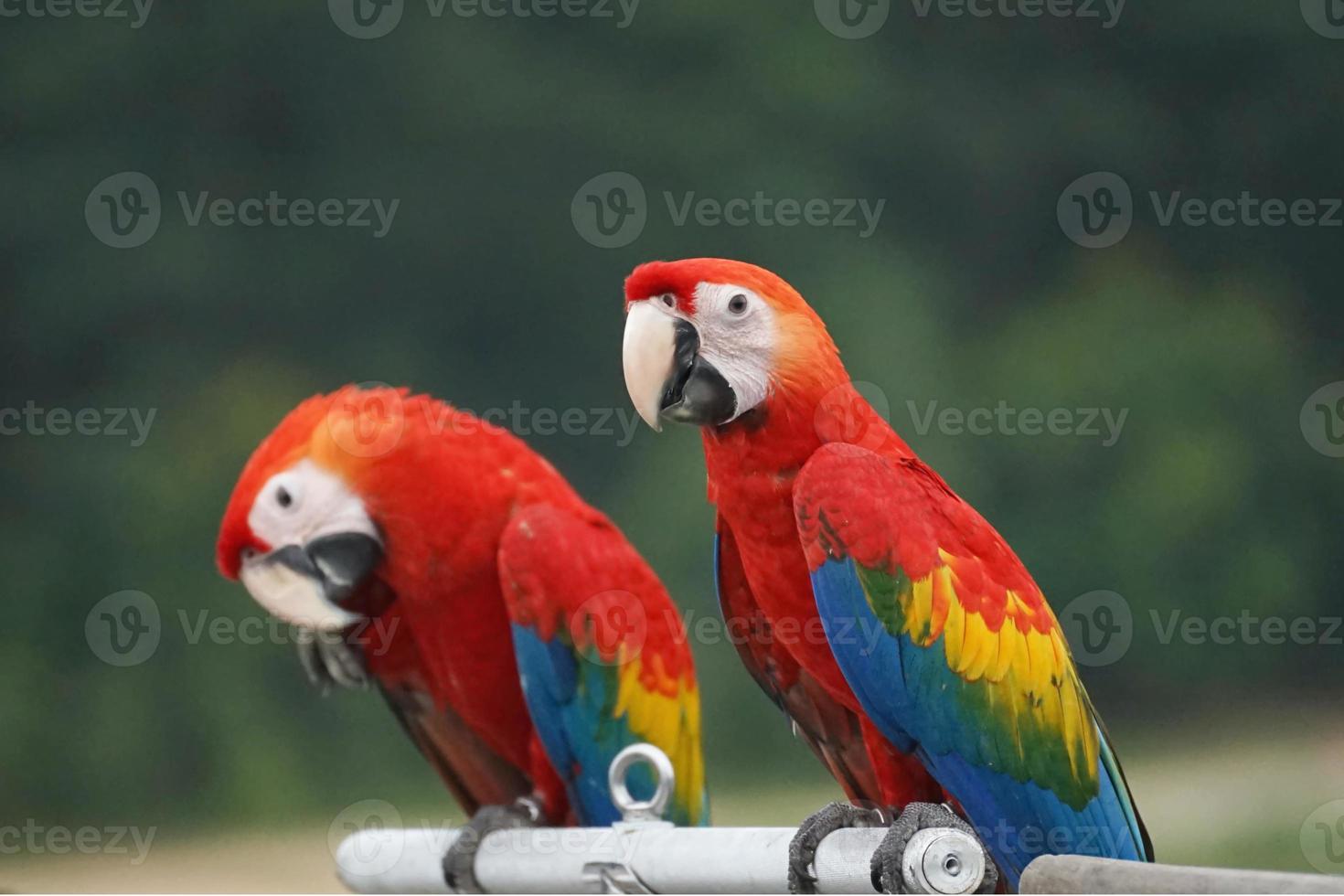 escarlata guacamayos, ara macao, retrato de vistoso, dos rojo hermosa loros en difuminar naturaleza antecedentes foto