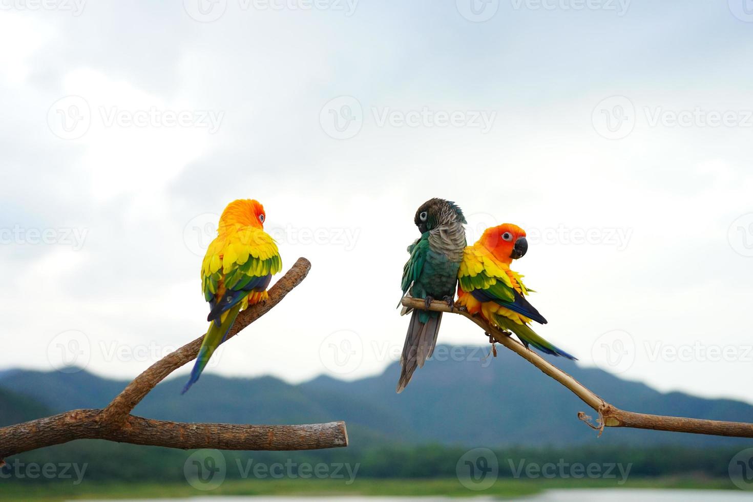 sun counre and green cheek conure photo