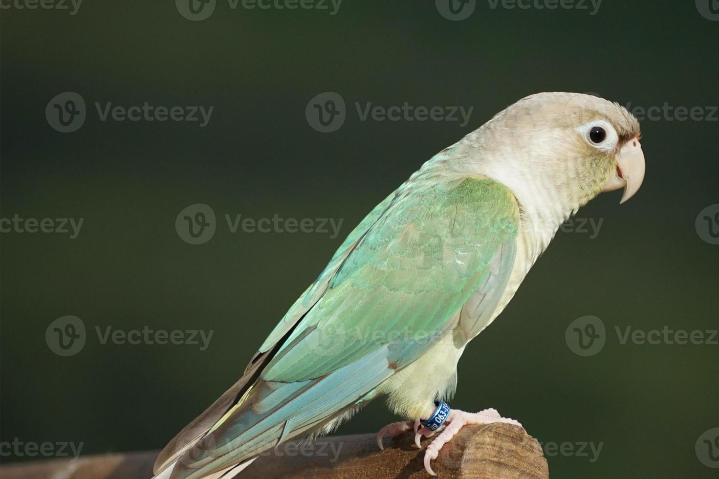 Green cheek conure turquoise pineapple color at natural blur background, the small parrot of the genus Pyrrhura, has a sharp beak. photo