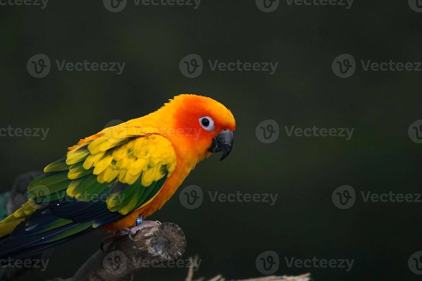 Sun conure parrot or bird Beautiful on blur background photo