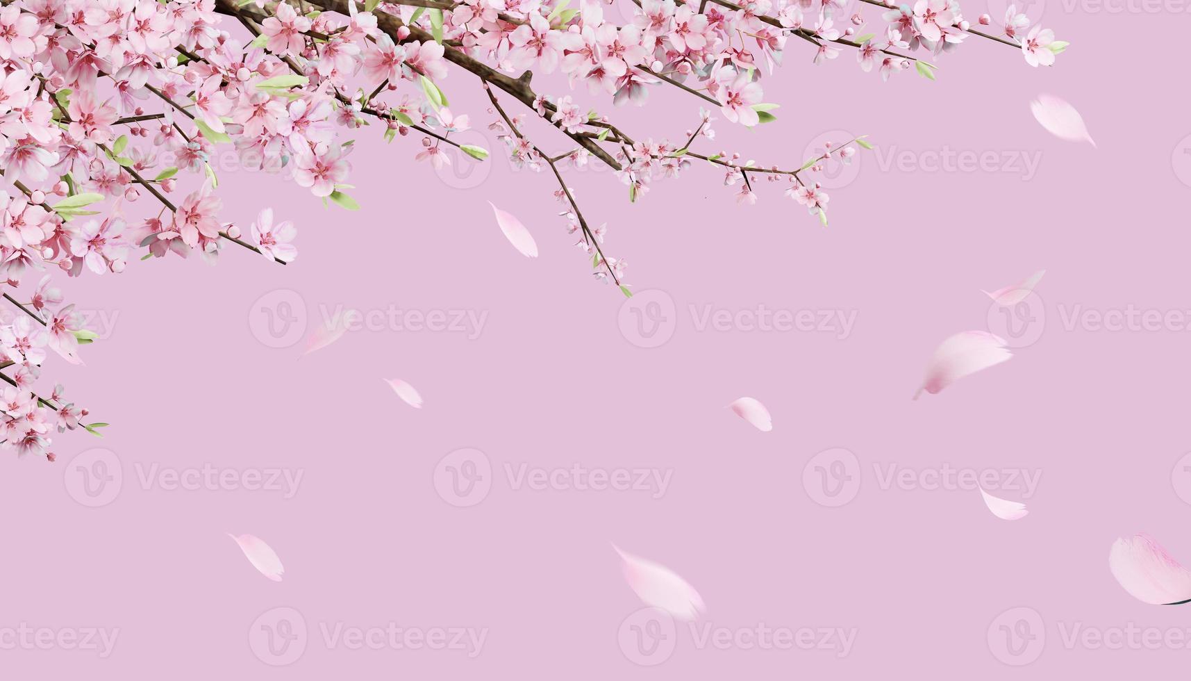 3d rendering Beautiful spring, cherry blossom background with pink background photo