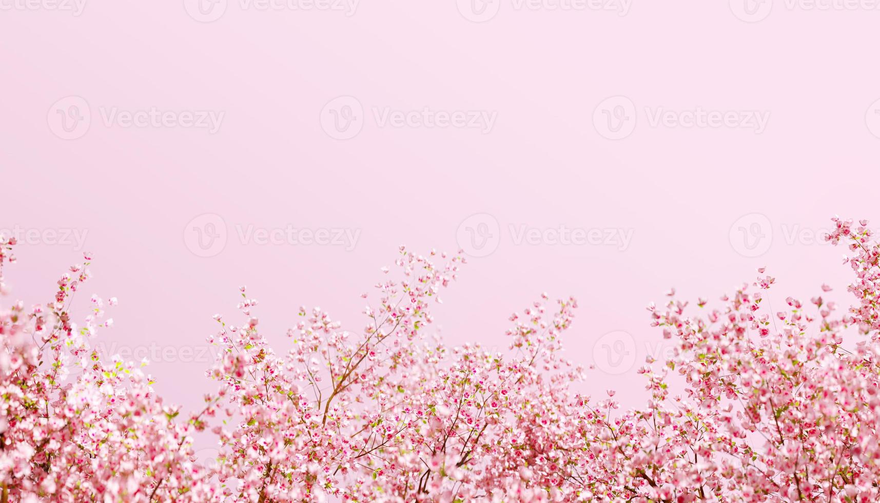 3d rendering Beautiful spring, cherry blossom background with pink background photo