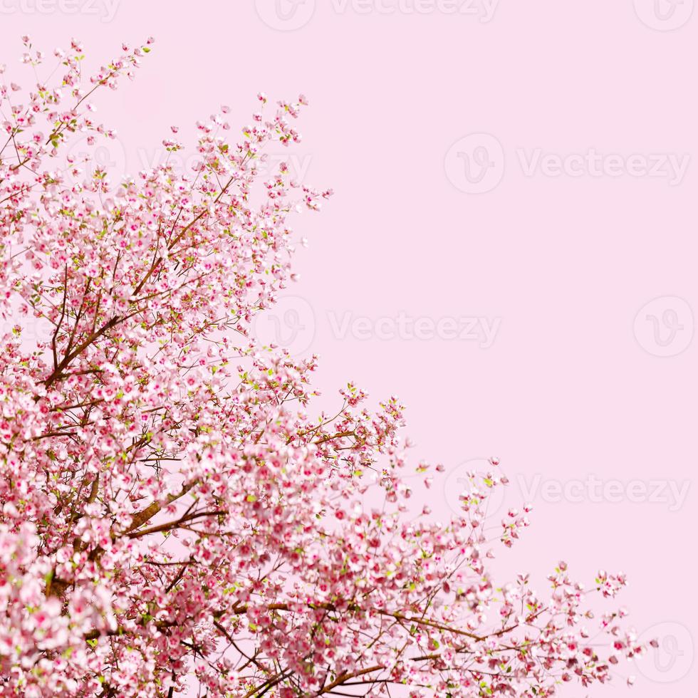 3d rendering Beautiful spring, cherry blossom background with pink background photo