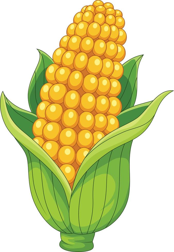 Sweet organic corn on white background vector
