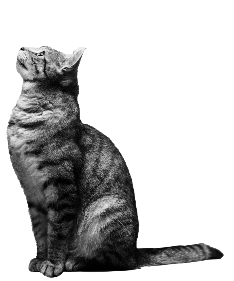 cinzento gato deitado e olhando acima png