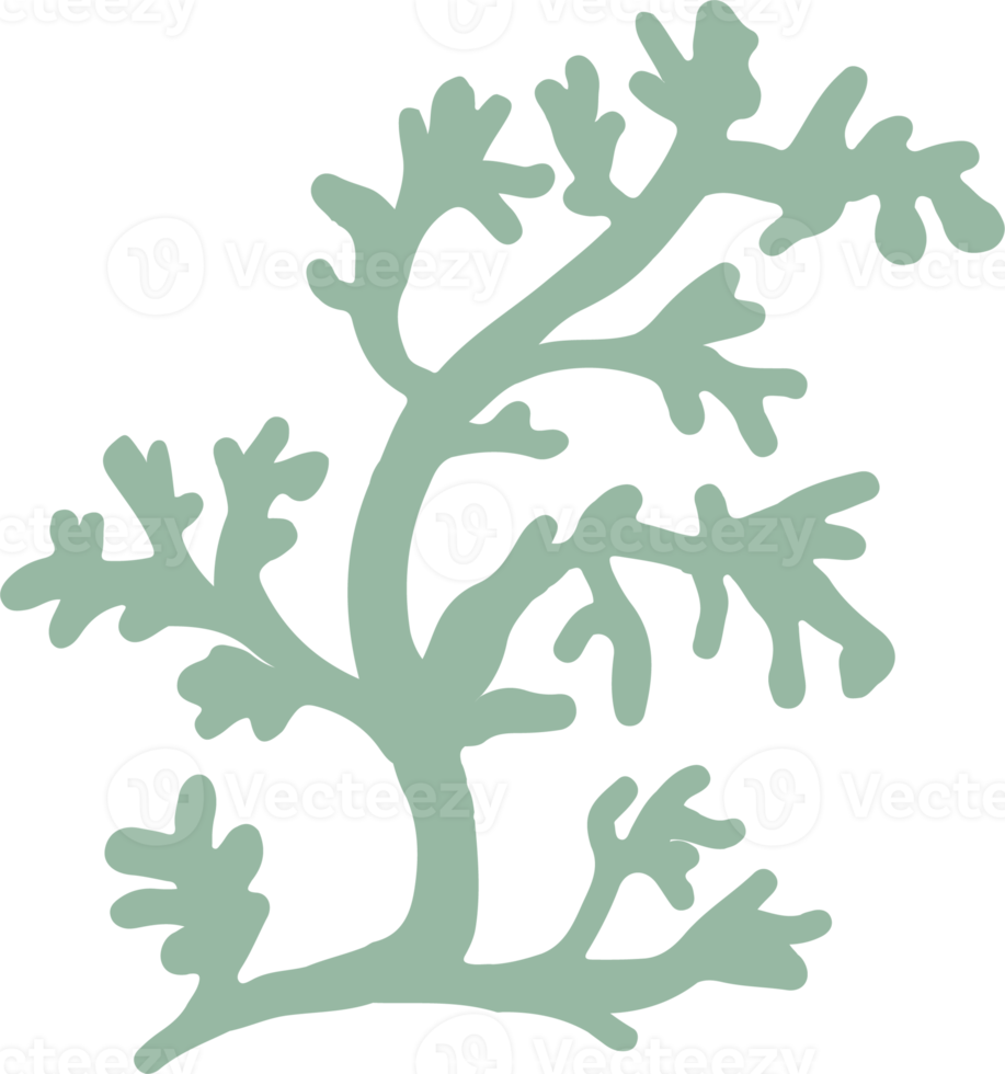 liquen o musgo aislado png elemento. bosque bosque hongo. linda mano dibujado biología y botánico ilustración aislado en transparente antecedentes. orgánico naturaleza planta