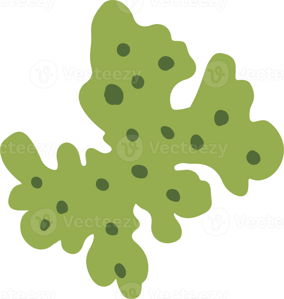 Lichen or moss isolated PNG element. Forest woodland fungus. Cute hand drawn biology and botanical illustration isolated on transparent background. Organic nature plant