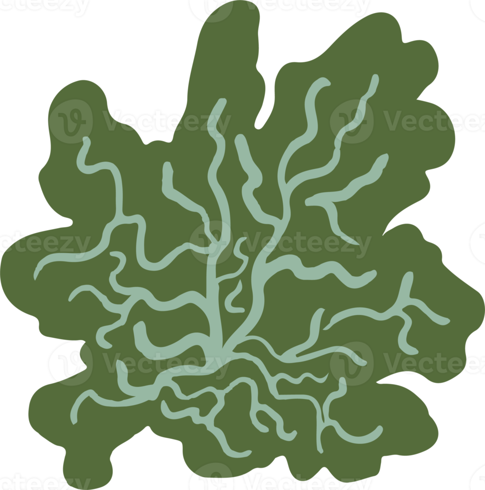 lichene o muschio isolato png elemento. foresta bosco fungo. carino mano disegnato biologia e botanico illustrazione isolato su trasparente sfondo. biologico natura pianta