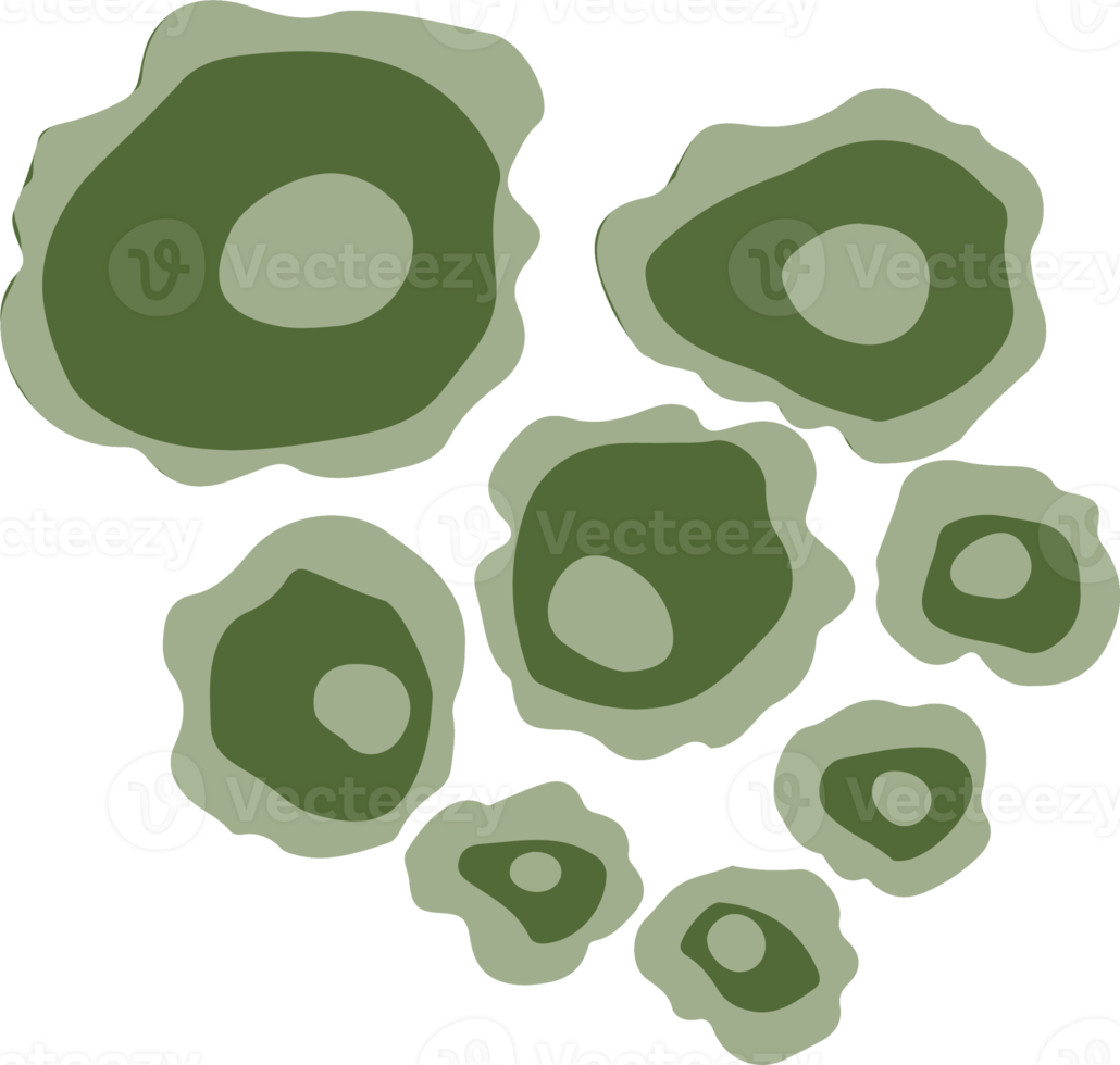 Lichen or moss isolated PNG element. Forest woodland fungus. Cute hand drawn biology and botanical illustration isolated on transparent background. Organic nature plant