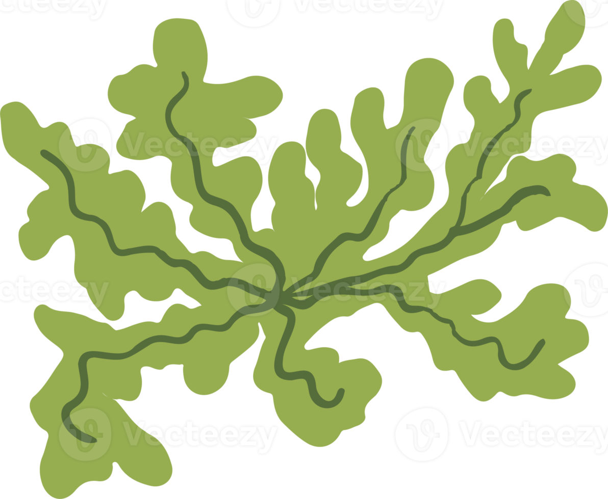 Lichen or moss isolated PNG element. Forest woodland fungus. Cute hand drawn biology and botanical illustration isolated on transparent background. Organic nature plant