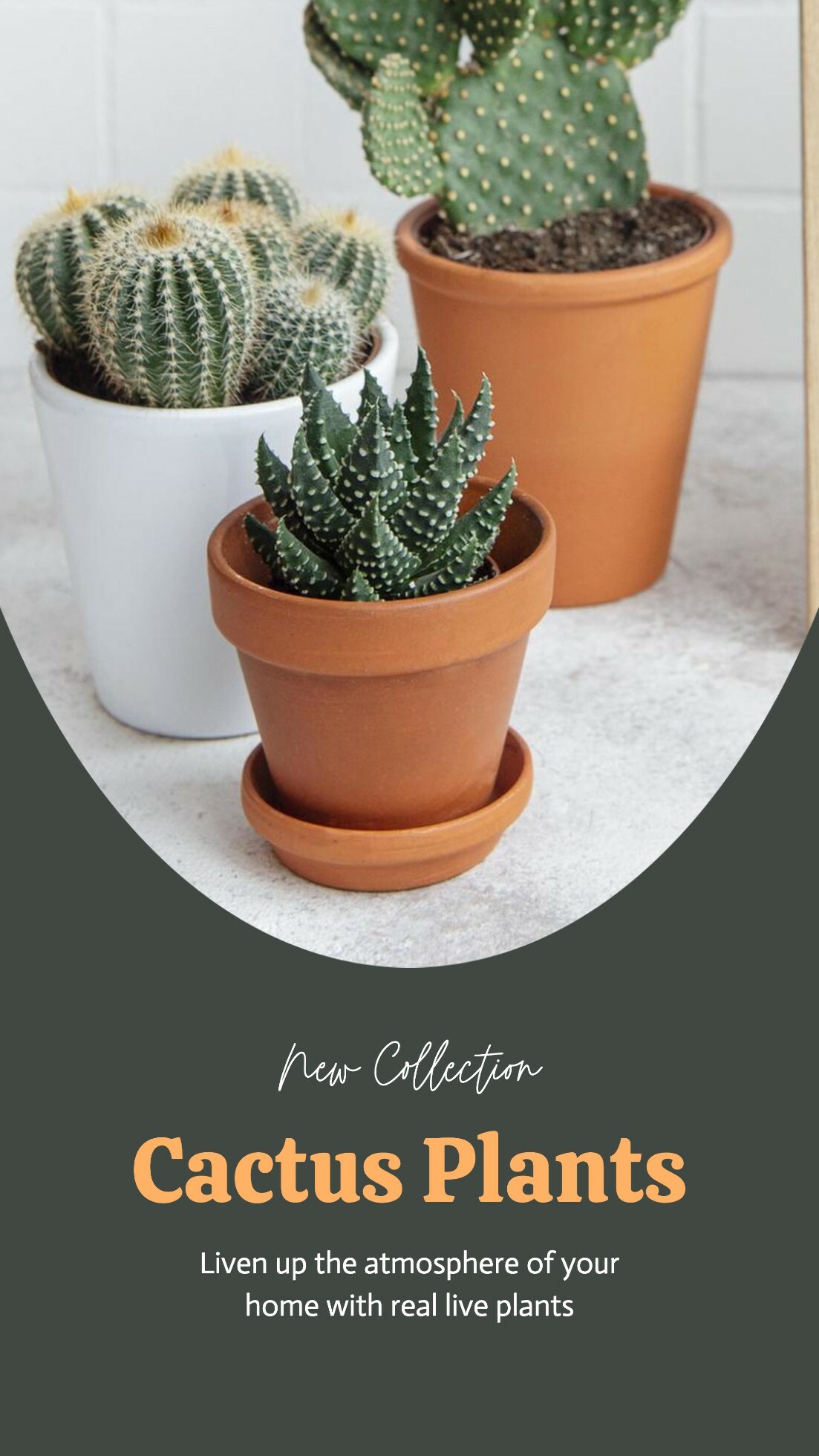 Green Minimalist Cactus Collection Instagram Story template