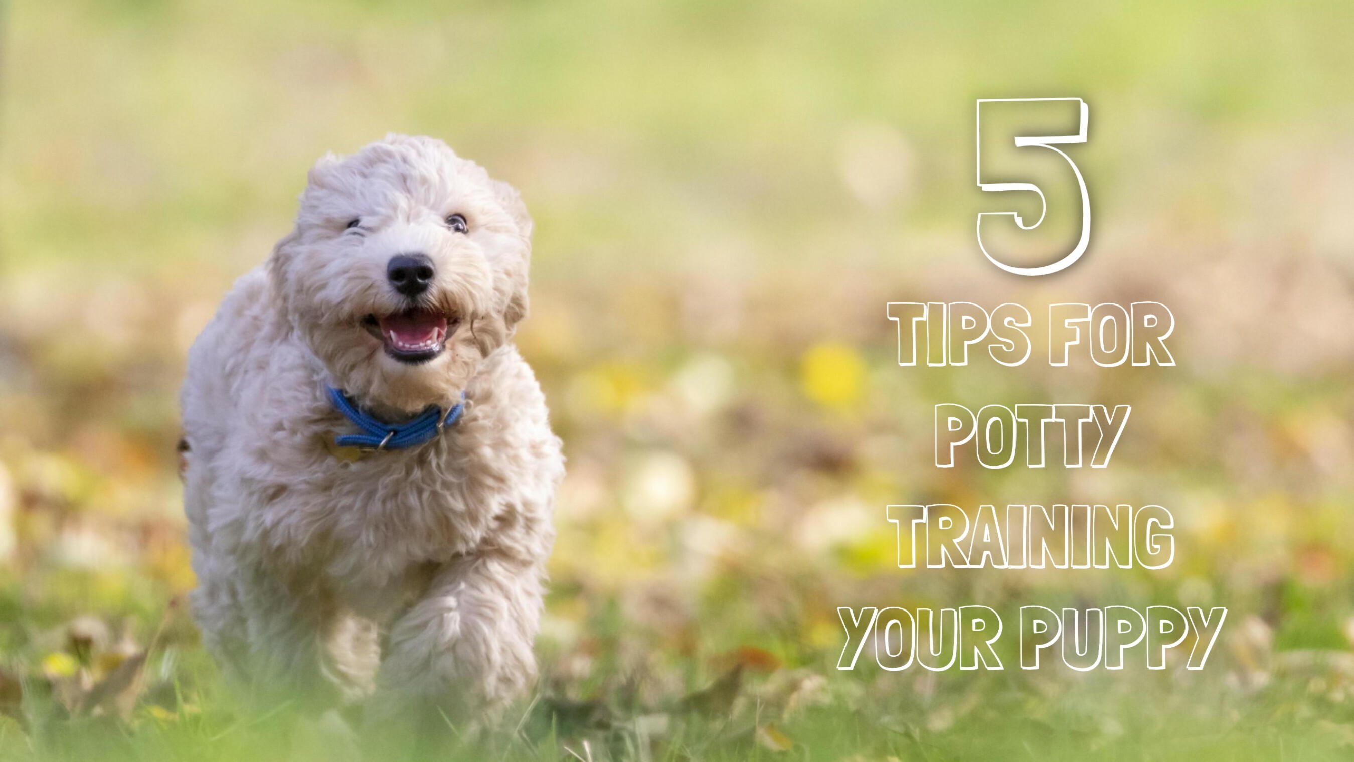 Puppy potty training template