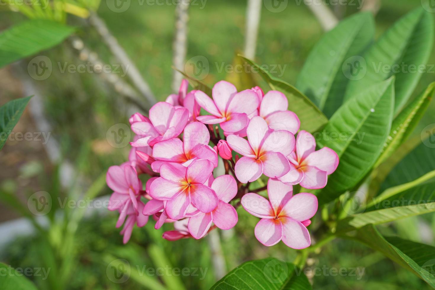 Pink Frangipani Flowers Plumeria Rubra Gabrielle or Bunga Kamboja with green leaves and pink petals photo