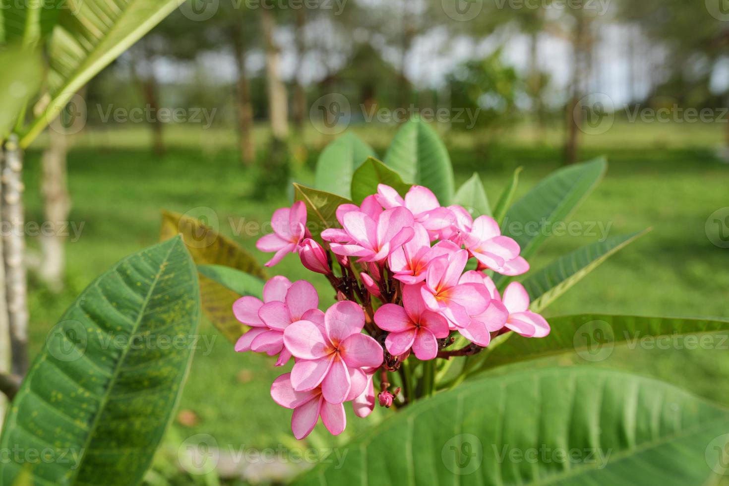 Pink Frangipani Flowers Plumeria Rubra Gabrielle with Blury Background photo