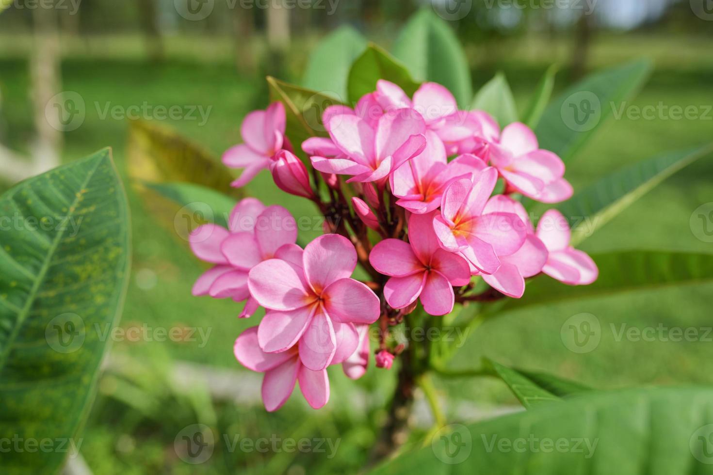 Medium Shoot Pink Frangipani Flowers Plumeria Rubra Gabrielle or Bunga Kamboja with green leaves and pink petals photo
