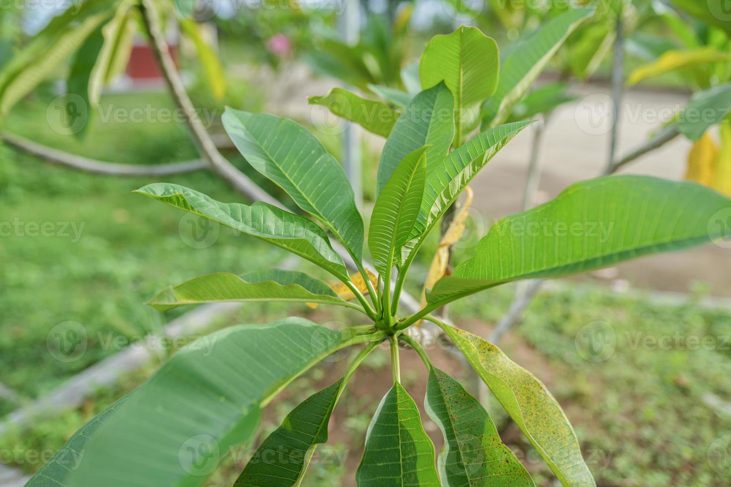 Medium Shoot Green leaves Pink Frangipani Flowers Plumeria Rubra Gabrielle or Bunga Kamboja photo