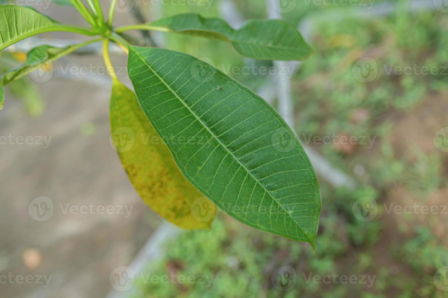 Detail  Shoot Green leaves Pink Frangipani Flowers Plumeria Rubra Gabrielle or Bunga Kamboja photo