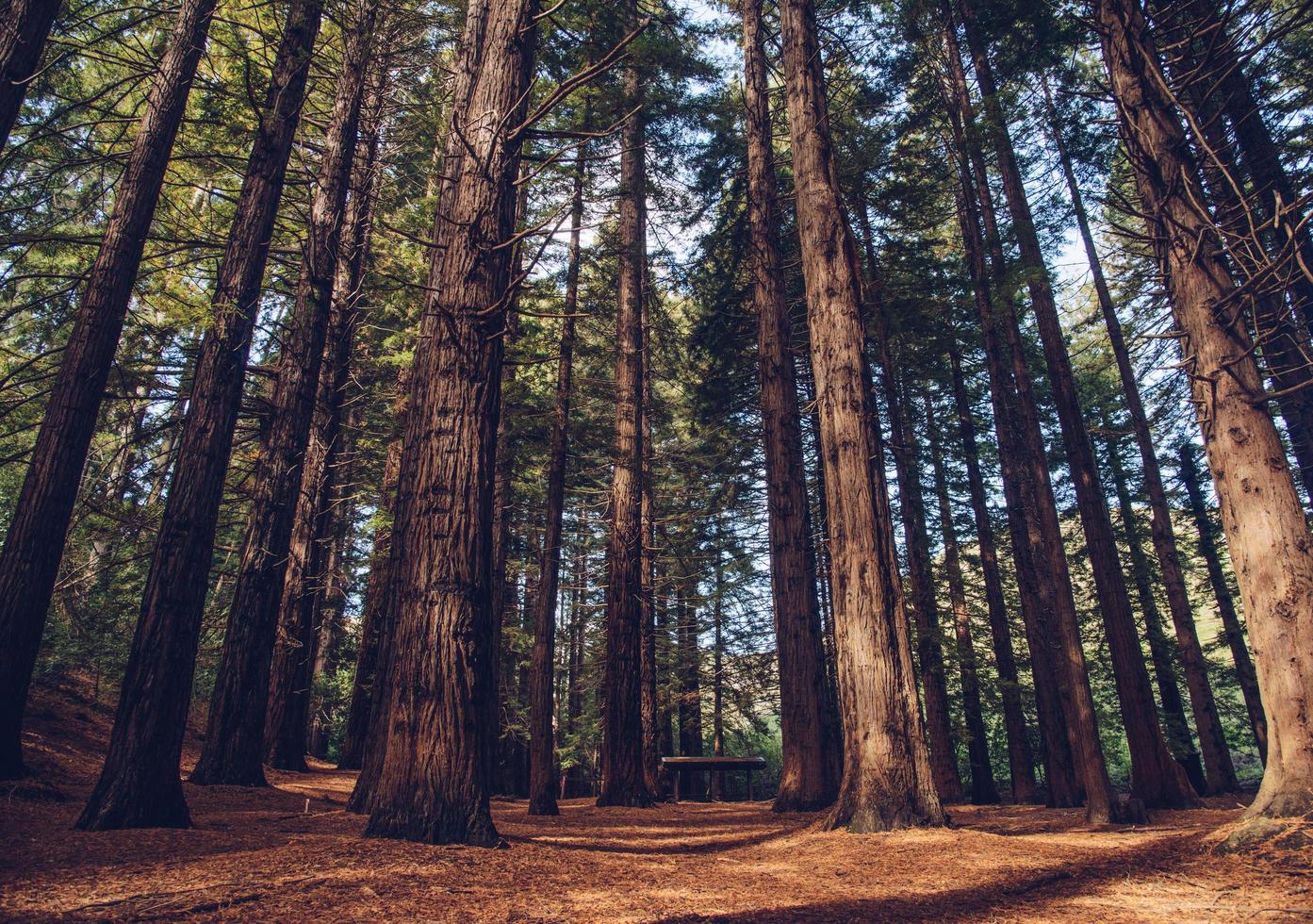 The Big Red Woods forest in Te Mata Peak of Hawke's Bay region, New Zealand. photo