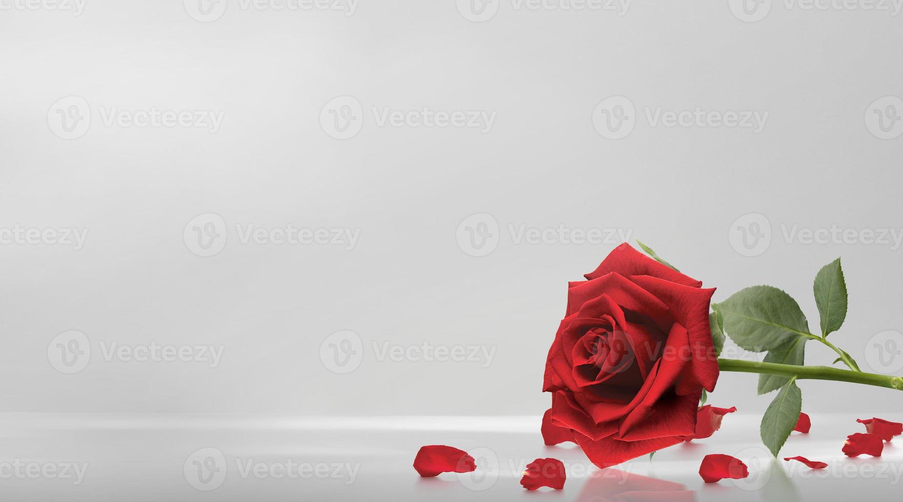 Red roses and rose petals on white background,Valentines day concept photo