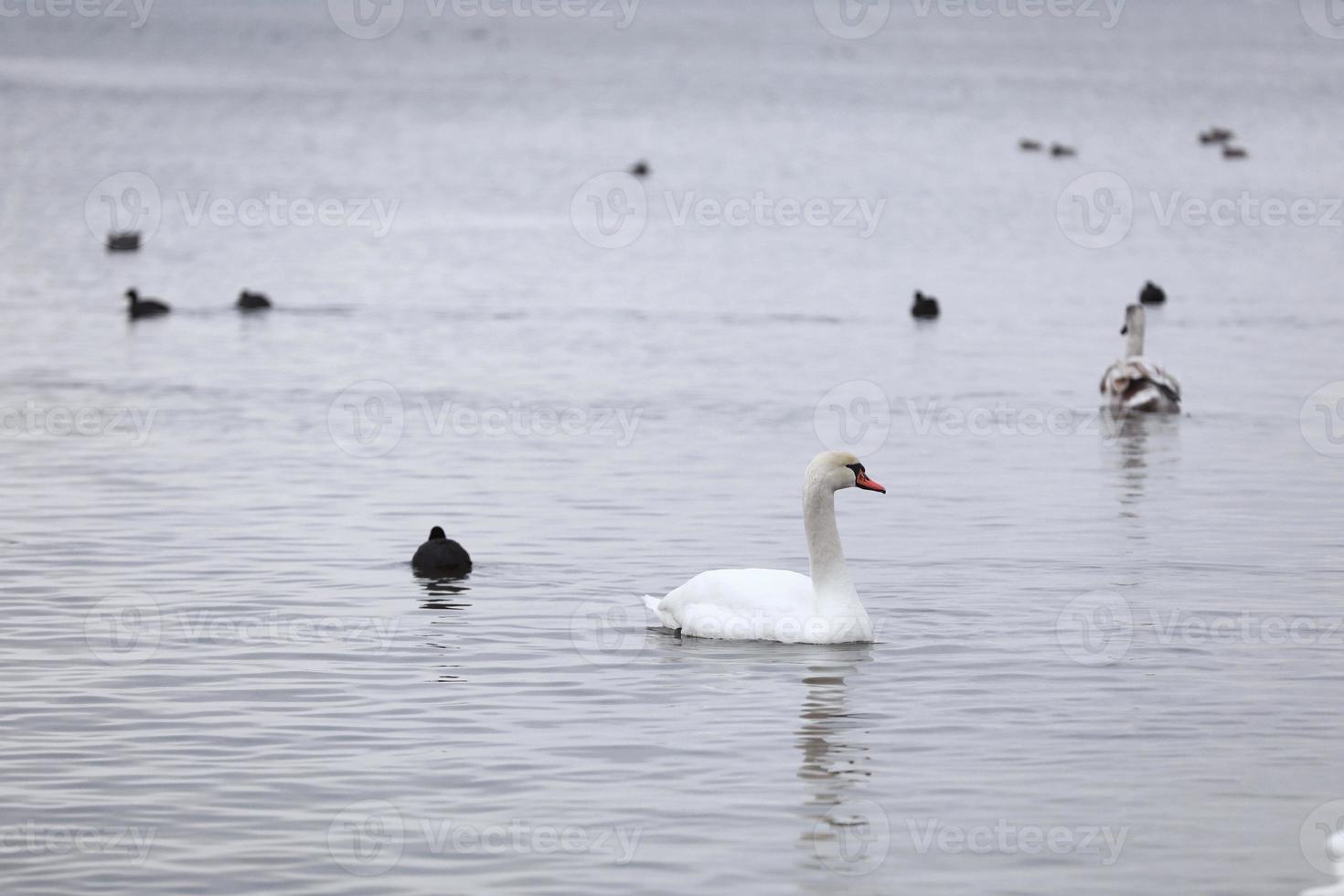 Flock swans swims in the pond. Wintering of wild birds in the city. Survival of birds, nature care, ecology environment concept, fauna ecosystem photo
