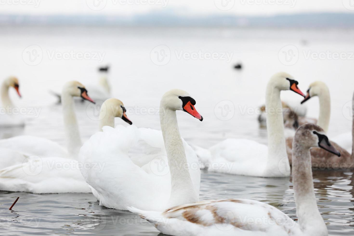 White swan flock in spring water. Swans in water. White swans. Beautiful white swans floating on the water. swans in search of food. selective focus photo