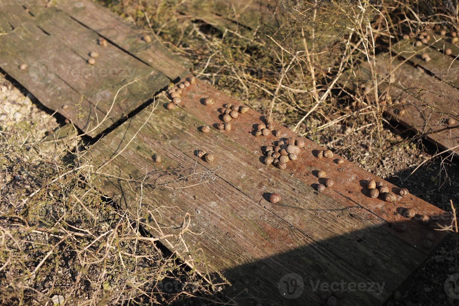 Organic farming, Agriculture, Edible snails on wooden boards. Production of snails. Snail farm. Snails are mollusks with a brown striped shell, at the stage of maturation. photo