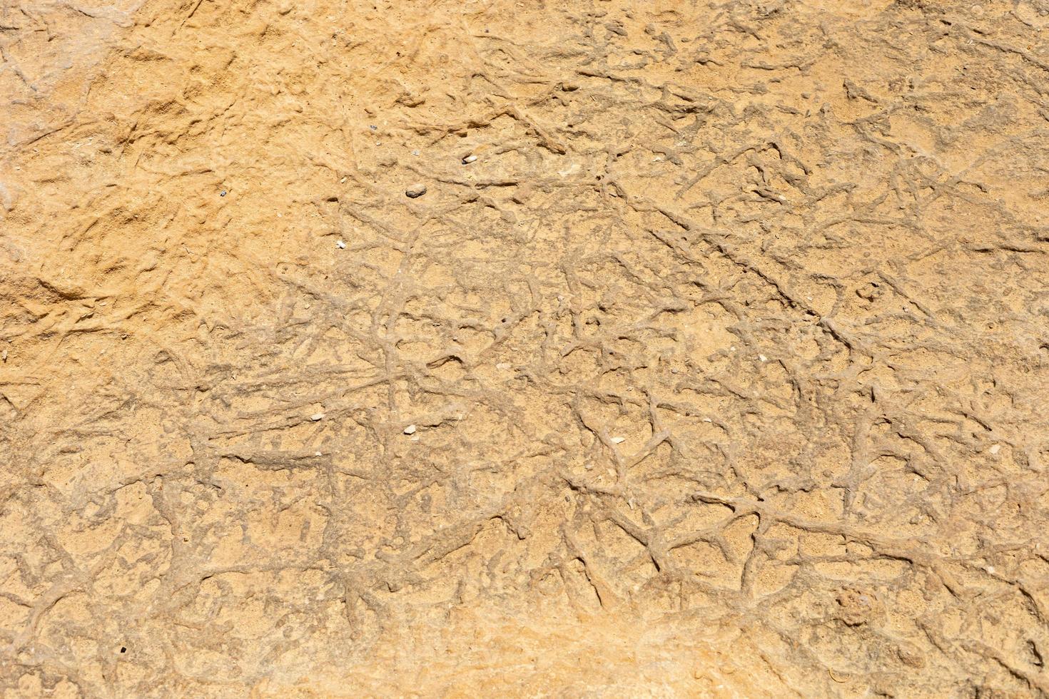 dry groun interesting texture and background. land after drought. desert photo