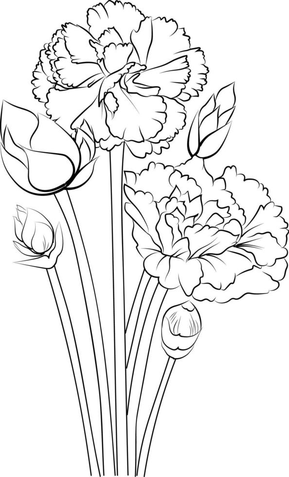 Flowers coloring pages, and book,Vector sketch of carnation flowers, Hand drawn dianthus-caryophyllus, collection of botanical leaf bud illustration engraved ink art style. vector