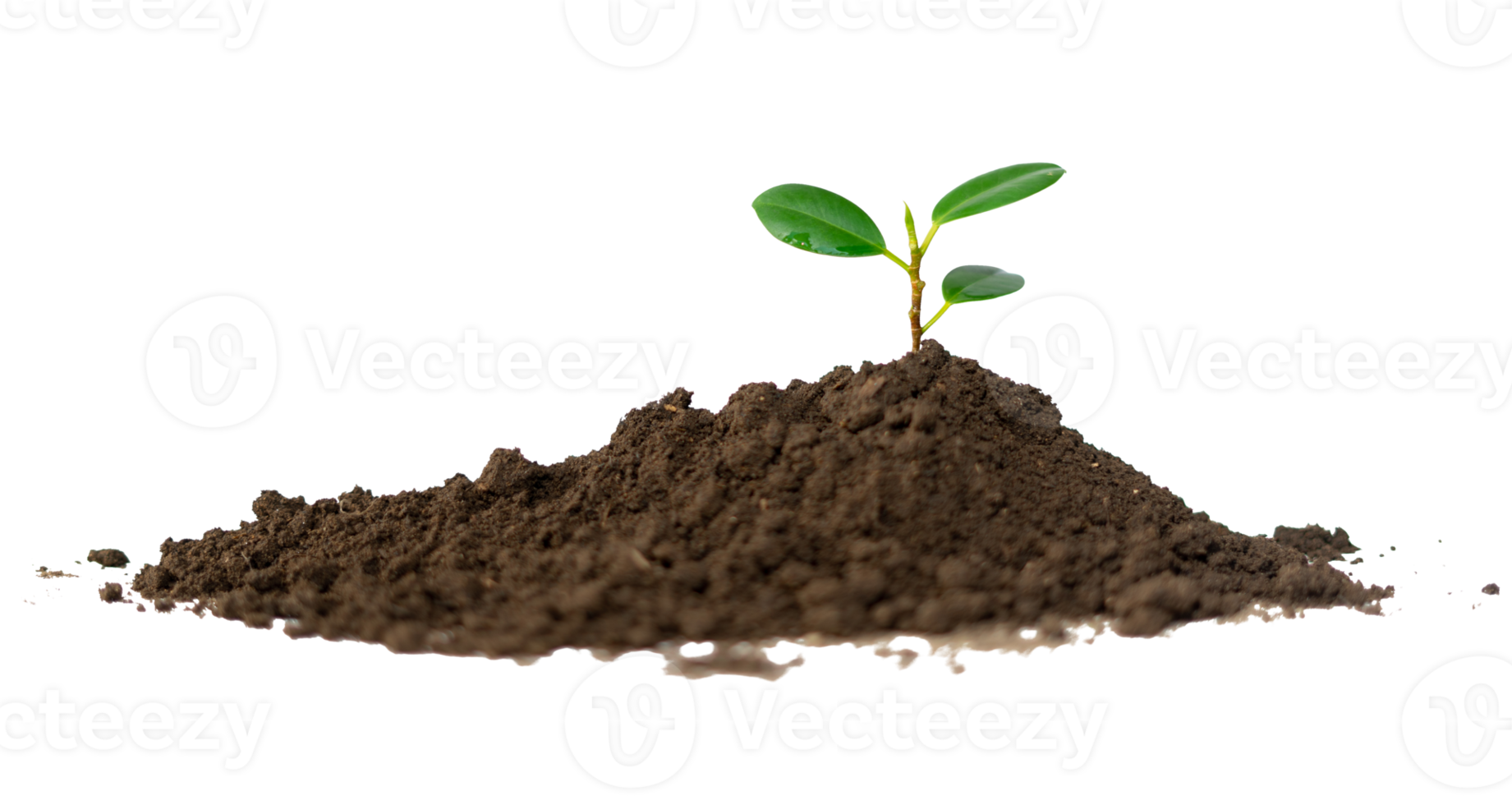 young plant in soil png