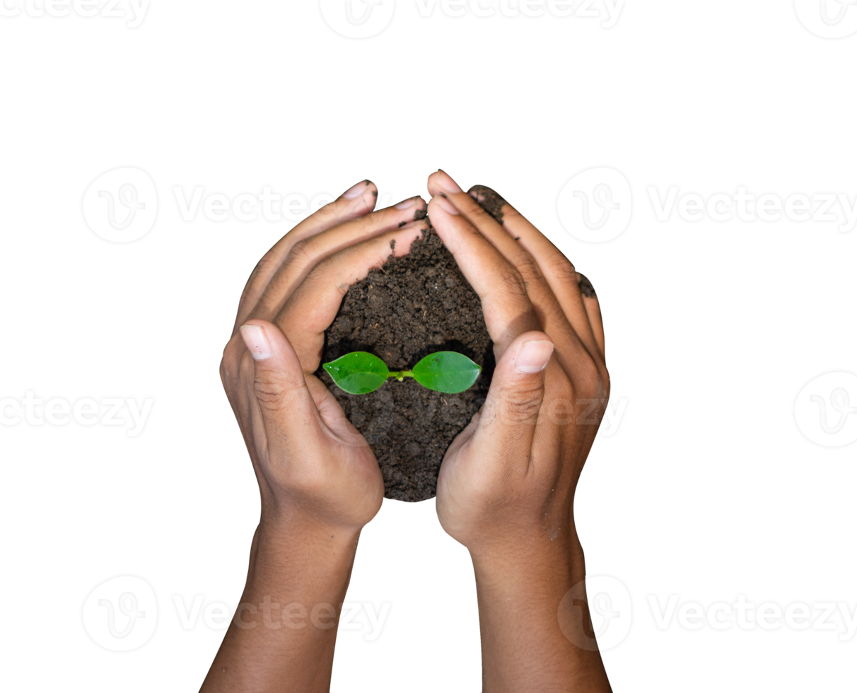 hands holding a small green plant png