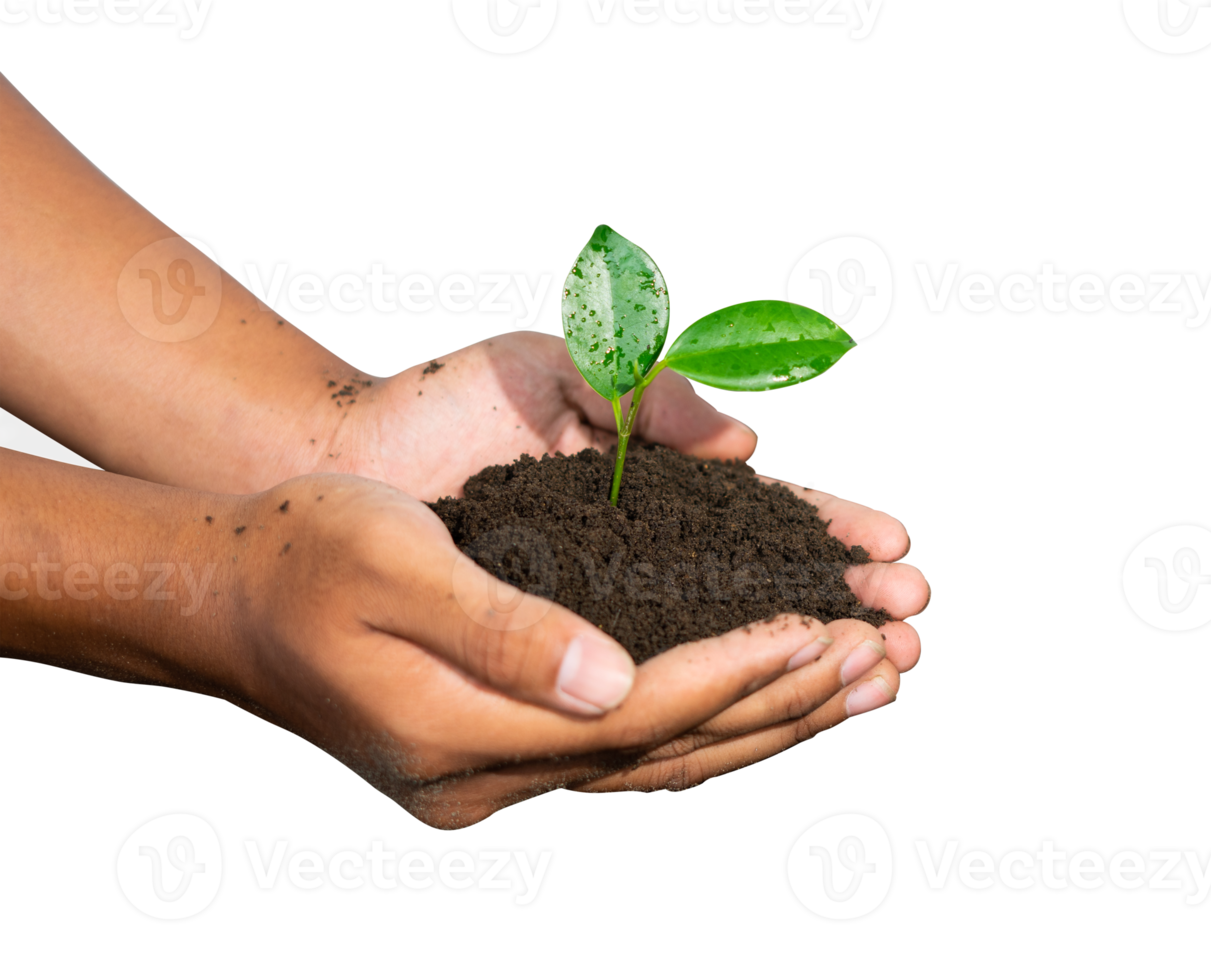 hands holding a young plant png