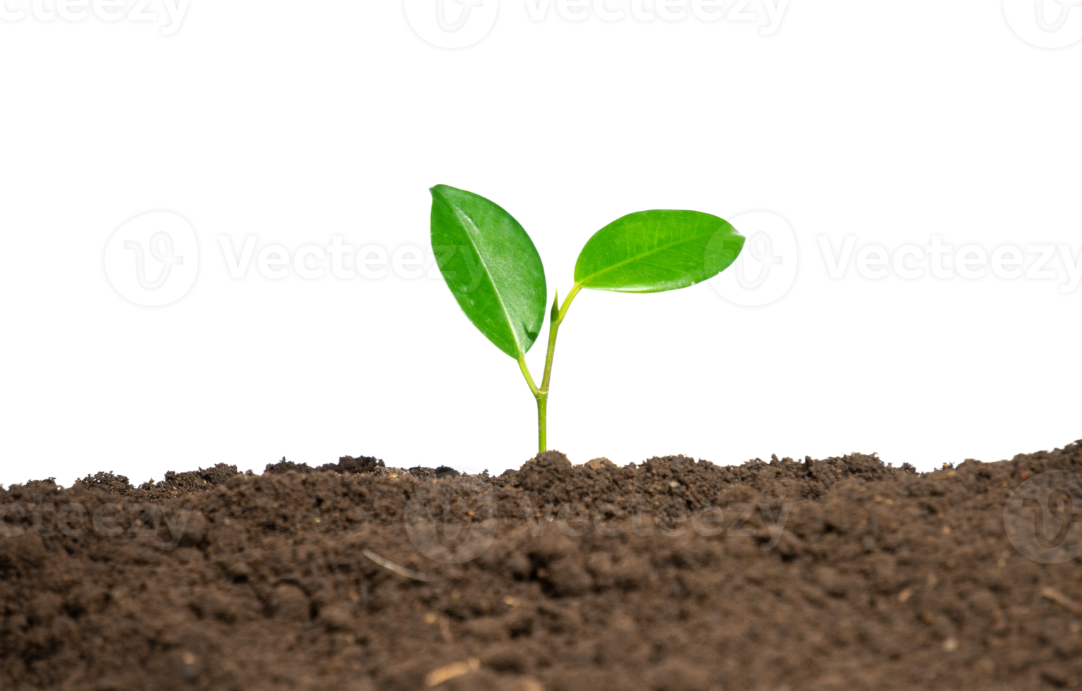 young plant in soil isolated png