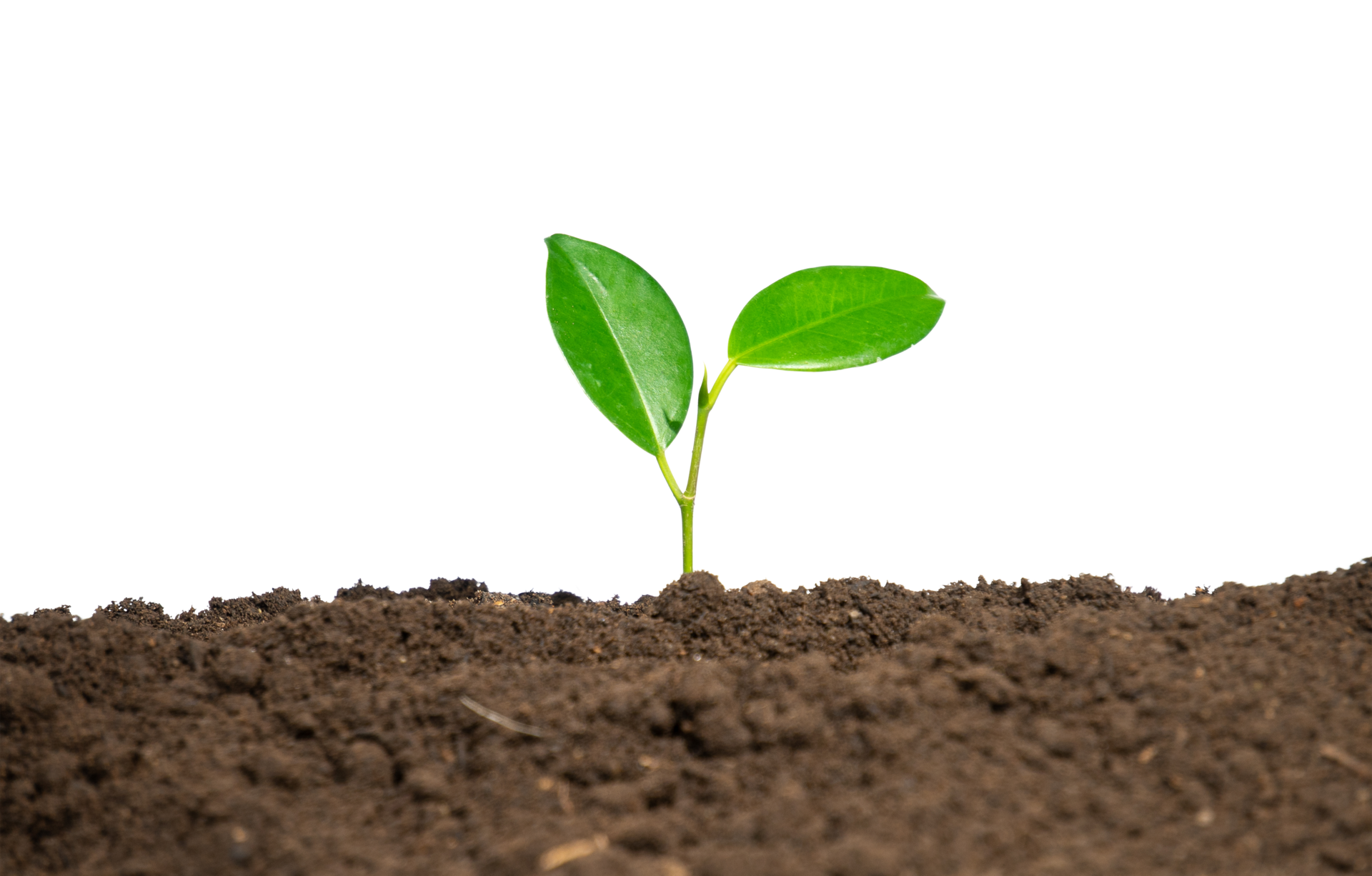 young plant in soil isolated 20027586 PNG